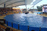 Loro Parque, Orcas